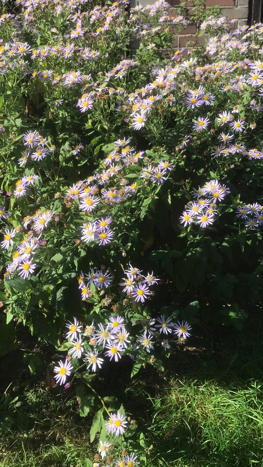 Paarse herfstaster 80 cm, Ophalen of Verzenden, Overige soorten, Volle zon