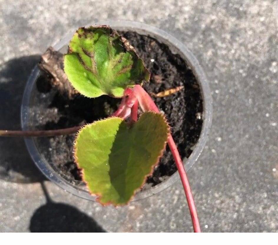 Schoenlappersplant, Ophalen of Verzenden, Halfschaduw, Minder dan 100 cm