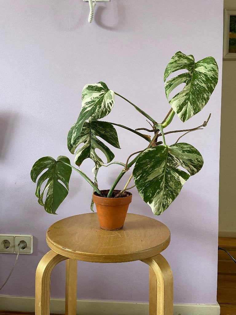 Monstera Variegata, Ophalen, Overige soorten, Halfschaduw, In pot