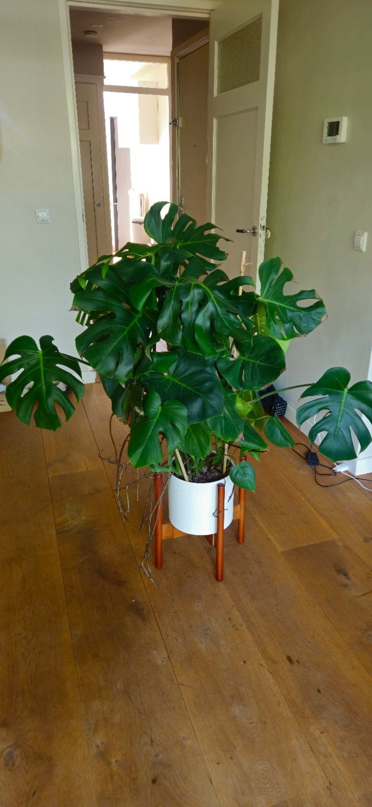 Grote Monstera Deliciosa - Kamerplant, Huis en Inrichting, Kamerplanten, 100 tot 150 cm, Overige soorten, In pot, Groene kamerplant