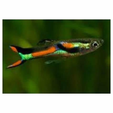 10 endler gup voor 3,50 japan blue- blackbar- blue endler, Vis