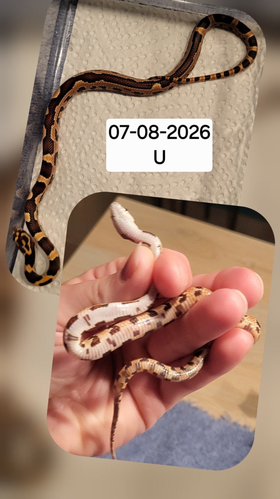 Jonge rattenslangen/korenslangen Corn Snake photo 13