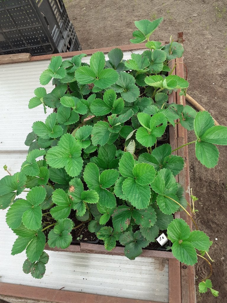 aardbeiplanten, Ophalen, Overige soorten, Volle zon
