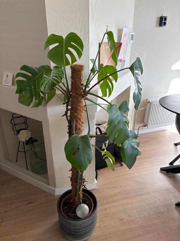 Monstera plant, Huis en Inrichting, Ophalen, Halfschaduw, Minder dan 100 cm
