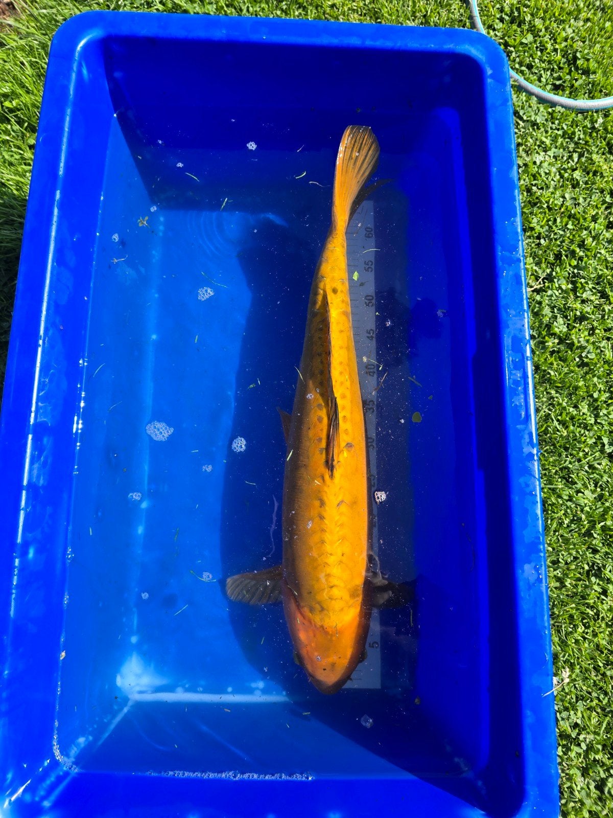 Doitsu Chagoi 65-70cm, Karper of Koi