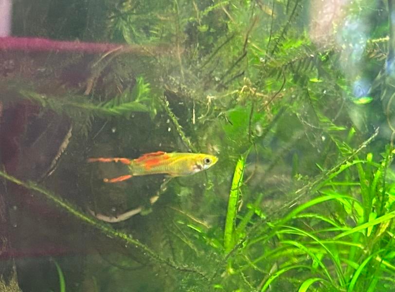 Kleurrijke endler guppen man, Dieren en Toebehoren, Ophalen, Nieuw