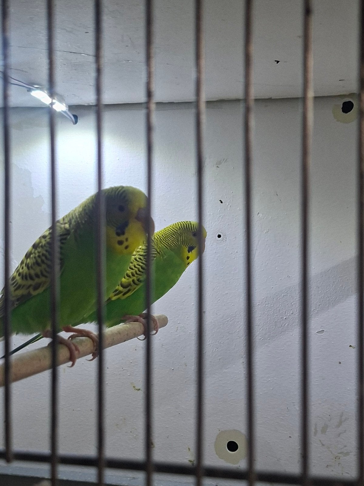 Dunfallow split blackface koppel, Meerdere dieren, Parkiet