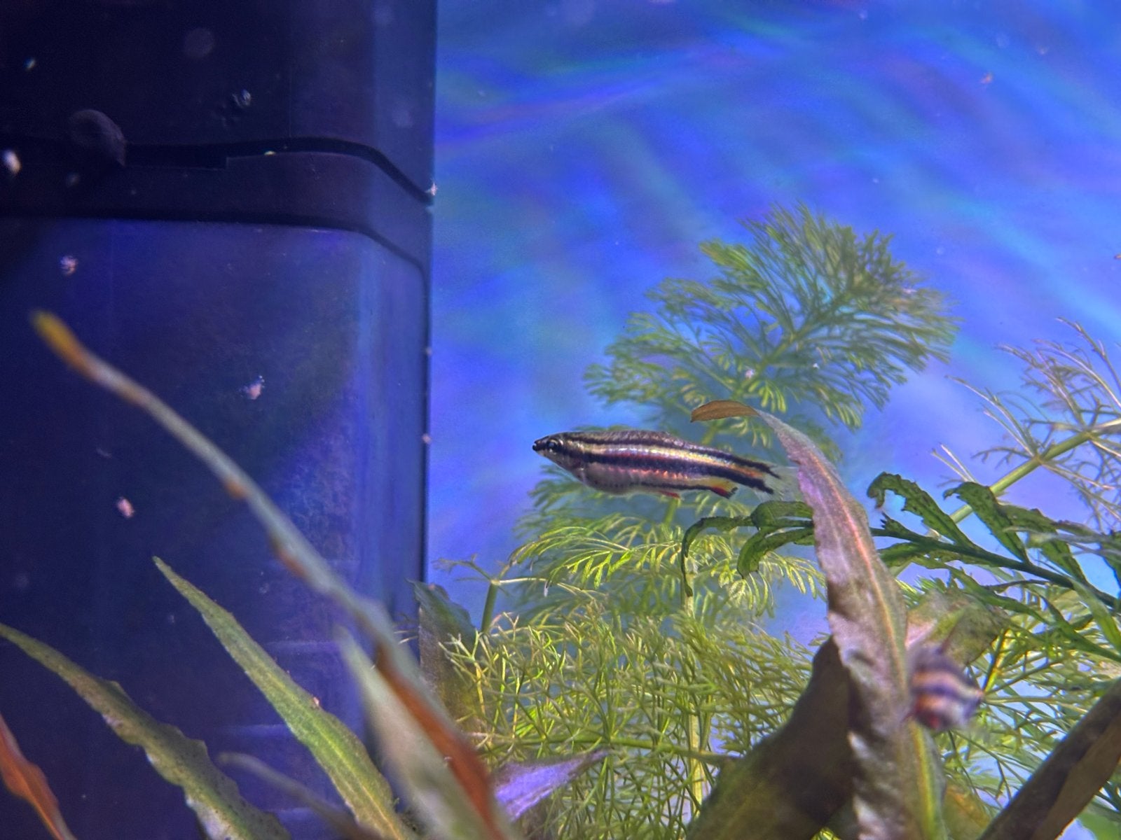 Inhoud aquarium te koop, Vis