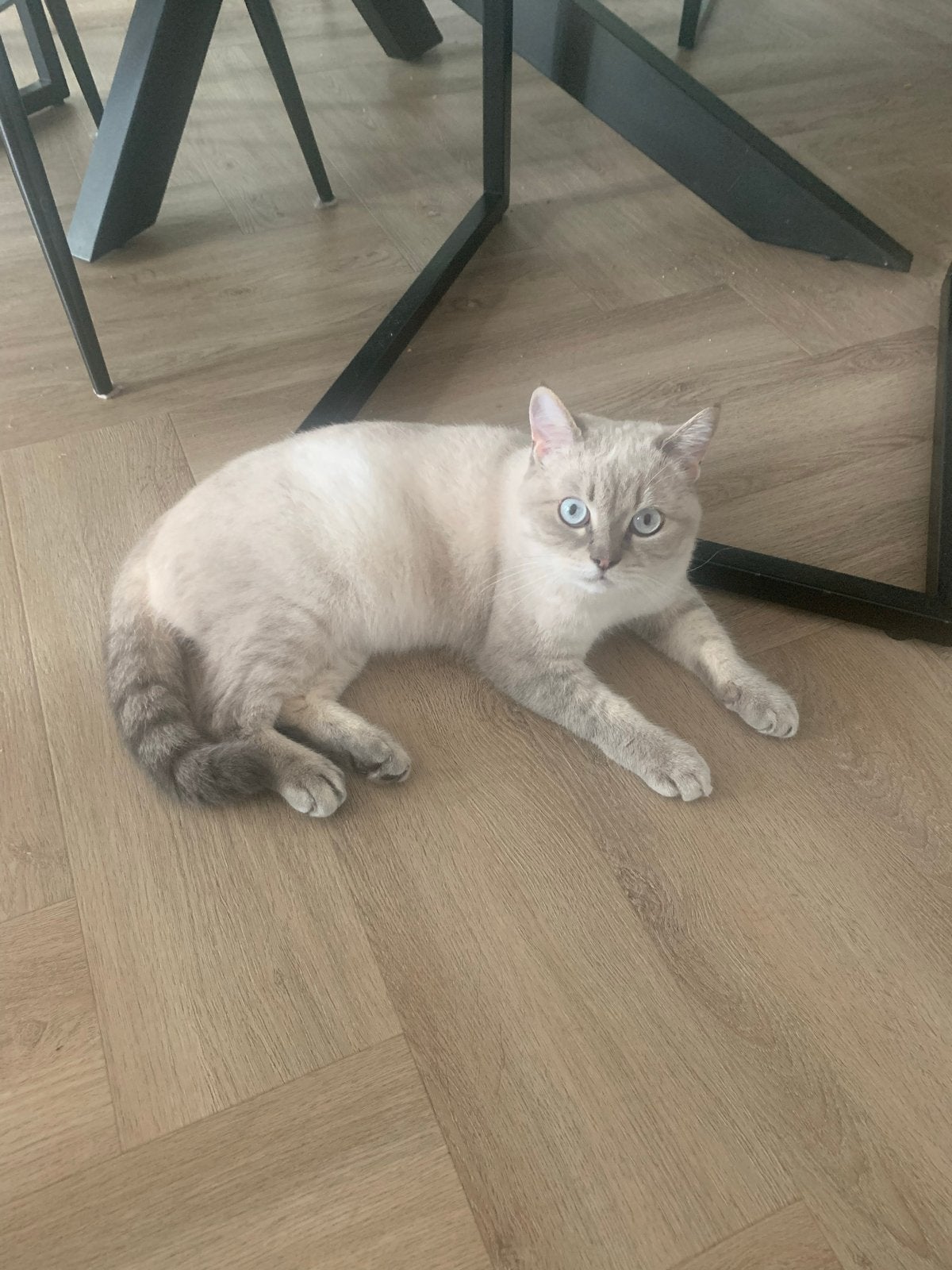 Te koop lieve Britse Korthaar kater met gratis spullen, Augustus, Mannelijk