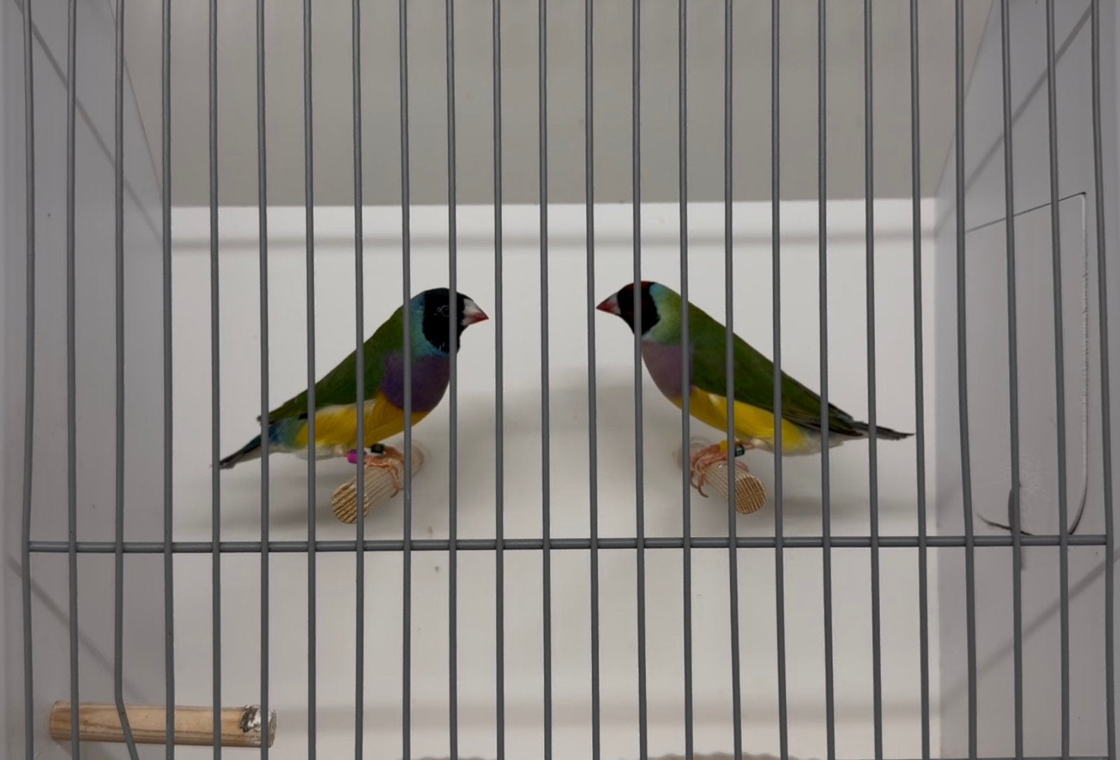 Gouldamadines, Meerdere dieren, Tropenvogel, Geringd