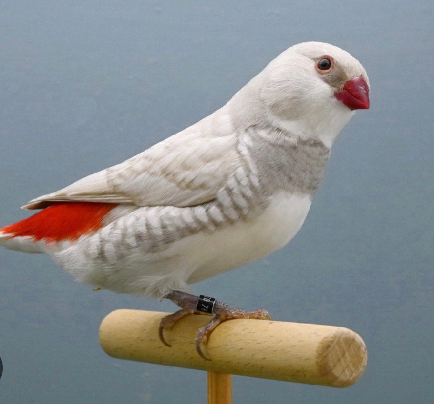 GEZOCHT!, Dieren en Toebehoren, Vogels | Overige Vogels, Vrouwelijk