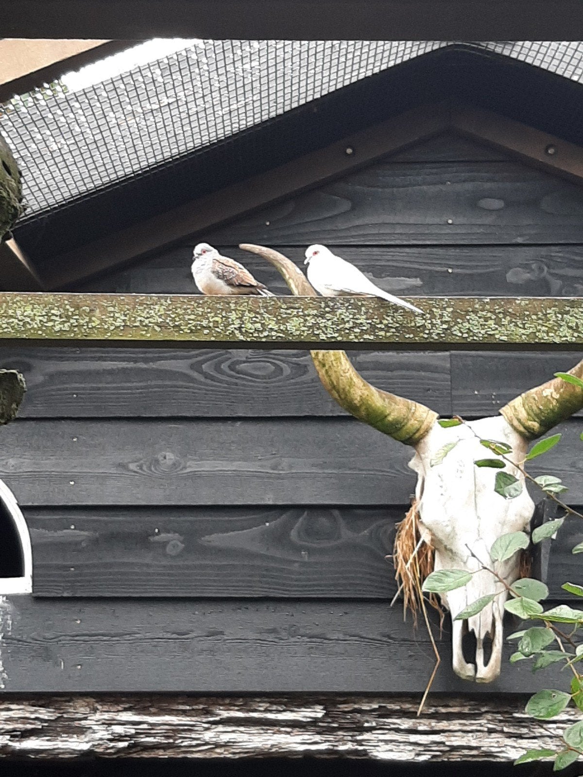 jonge diamantduiven, Dieren en Toebehoren, Meerdere dieren