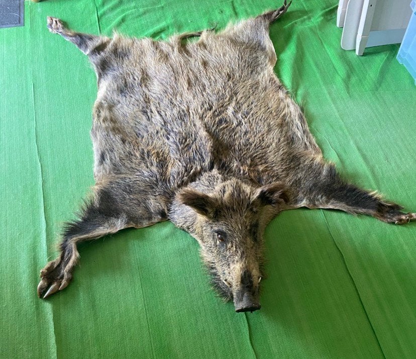 Vloerkleed everzwijn taxidermie, Verzamelen, Dierenverzamelingen, Ophalen of Verzenden, Gebruikt, Wild dier, Opgezet dier