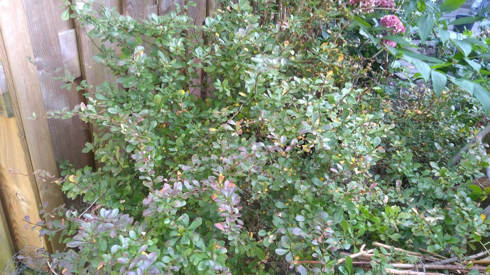 GRATIS Berberis - zuurbes struik, Tuin en Terras, Ophalen, Vaste plant, Overige soorten, Volle zon