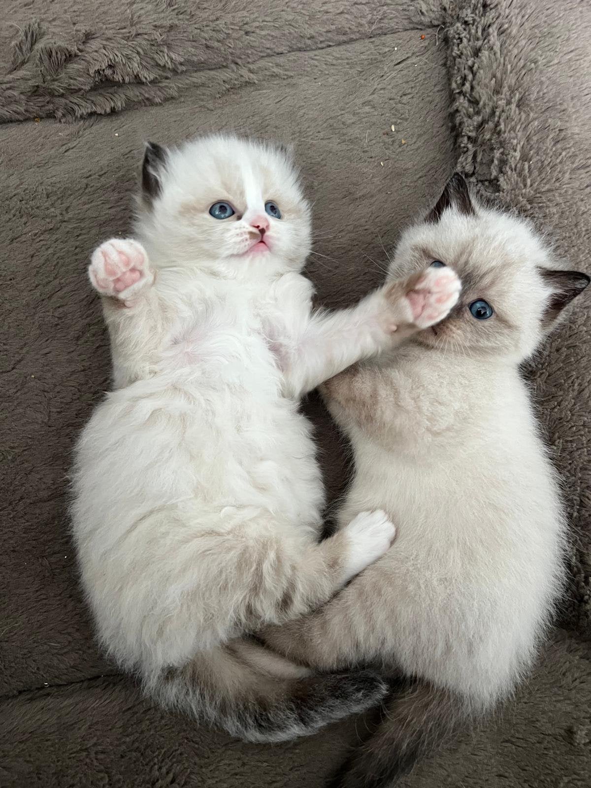 Ragdoll kitten, Dieren en Toebehoren, Katten en Kittens | Raskatten | Langhaar, Meerdere dieren, Ontwormd