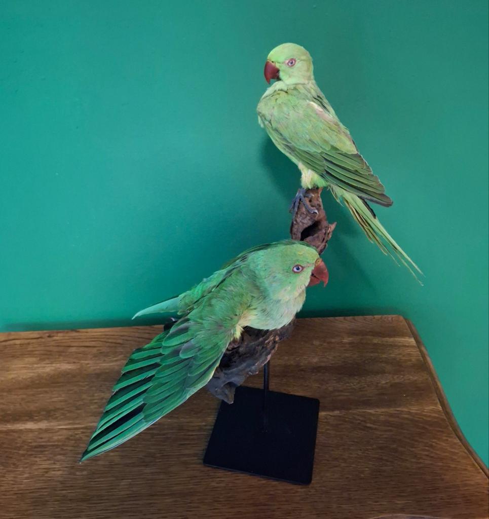 Halsbandparkieten taxidermie, Ophalen of Verzenden