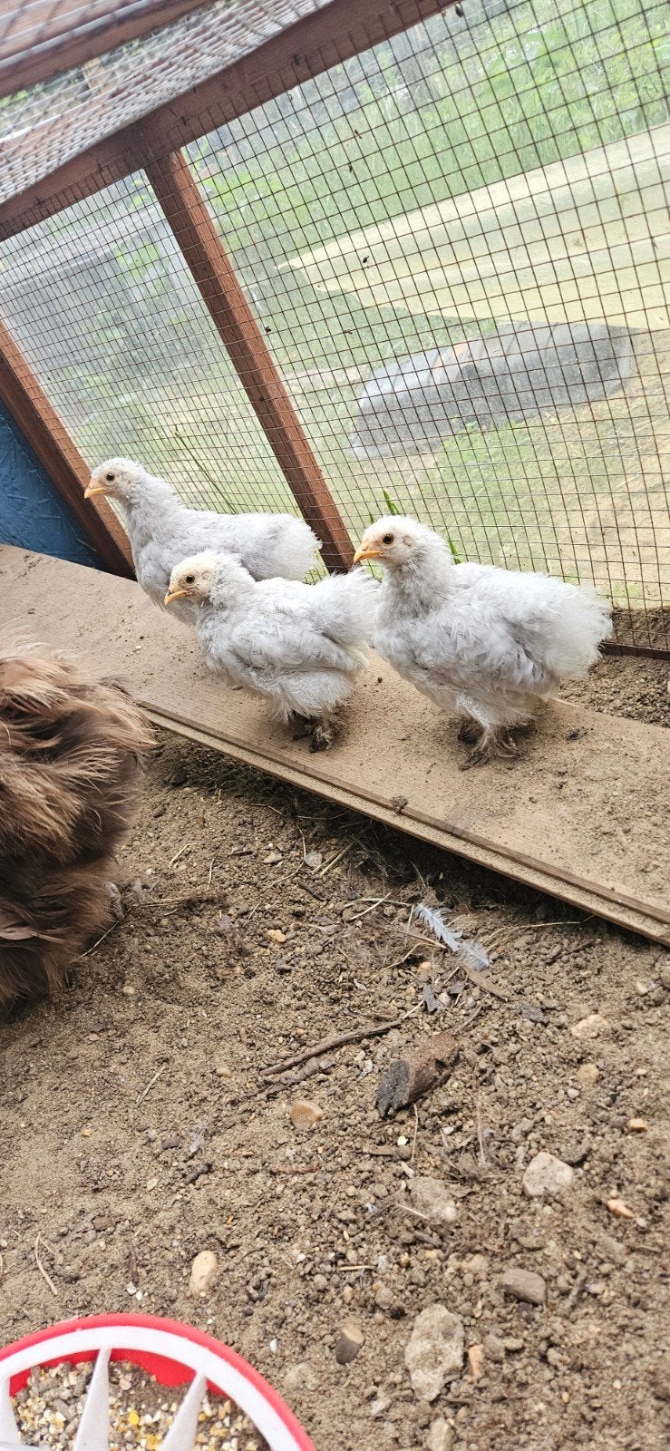 3 jonge ras zuivere cochin kriel parelgrijs, Dieren en Toebehoren, Pluimvee, Geslacht onbekend, Kip