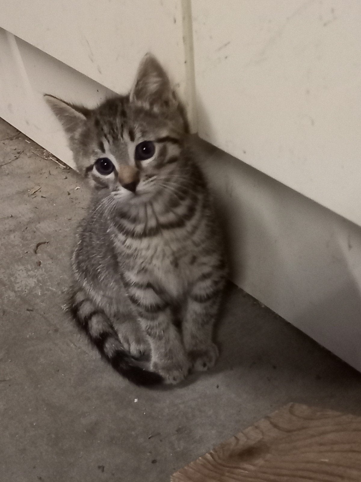 Boerderij kittens, Dieren en Toebehoren, Katten en Kittens | Overige Katten, Kortharig, Meerdere dieren