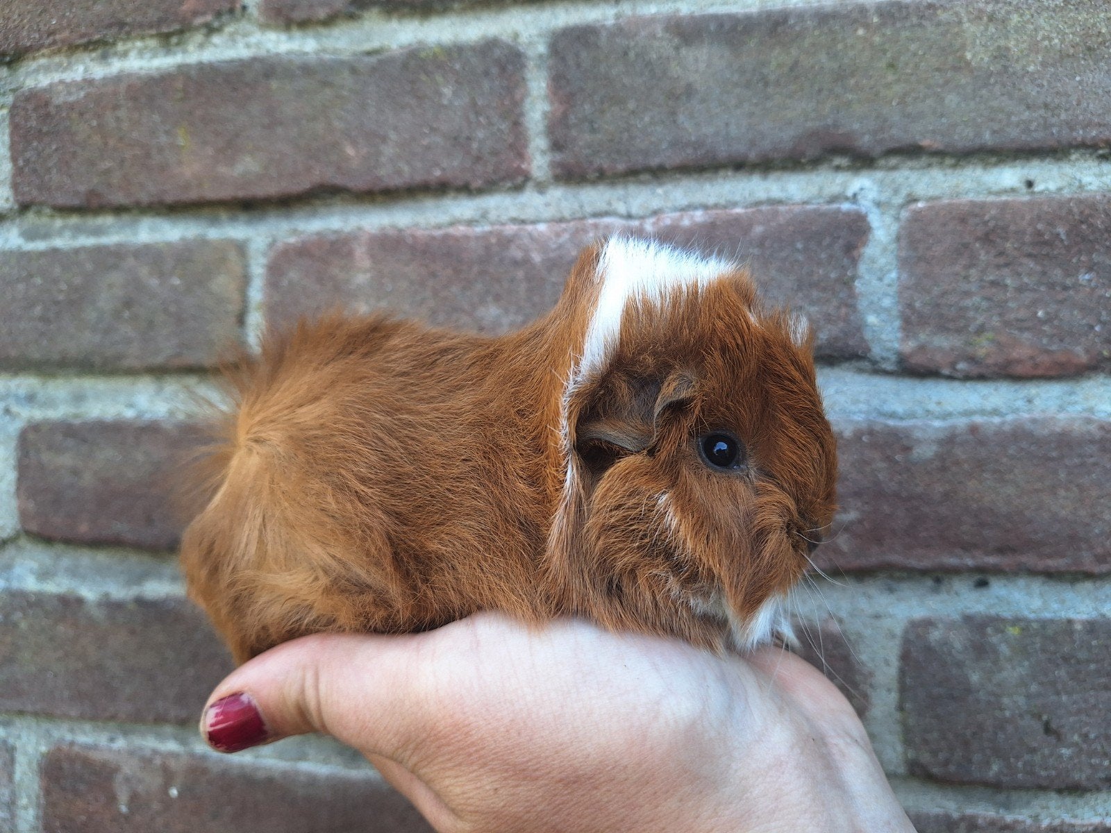 Jonge peruvian cavia zeugjes, Dieren en Toebehoren, Knaagdieren, Mei, Vrouwelijk, Cavia