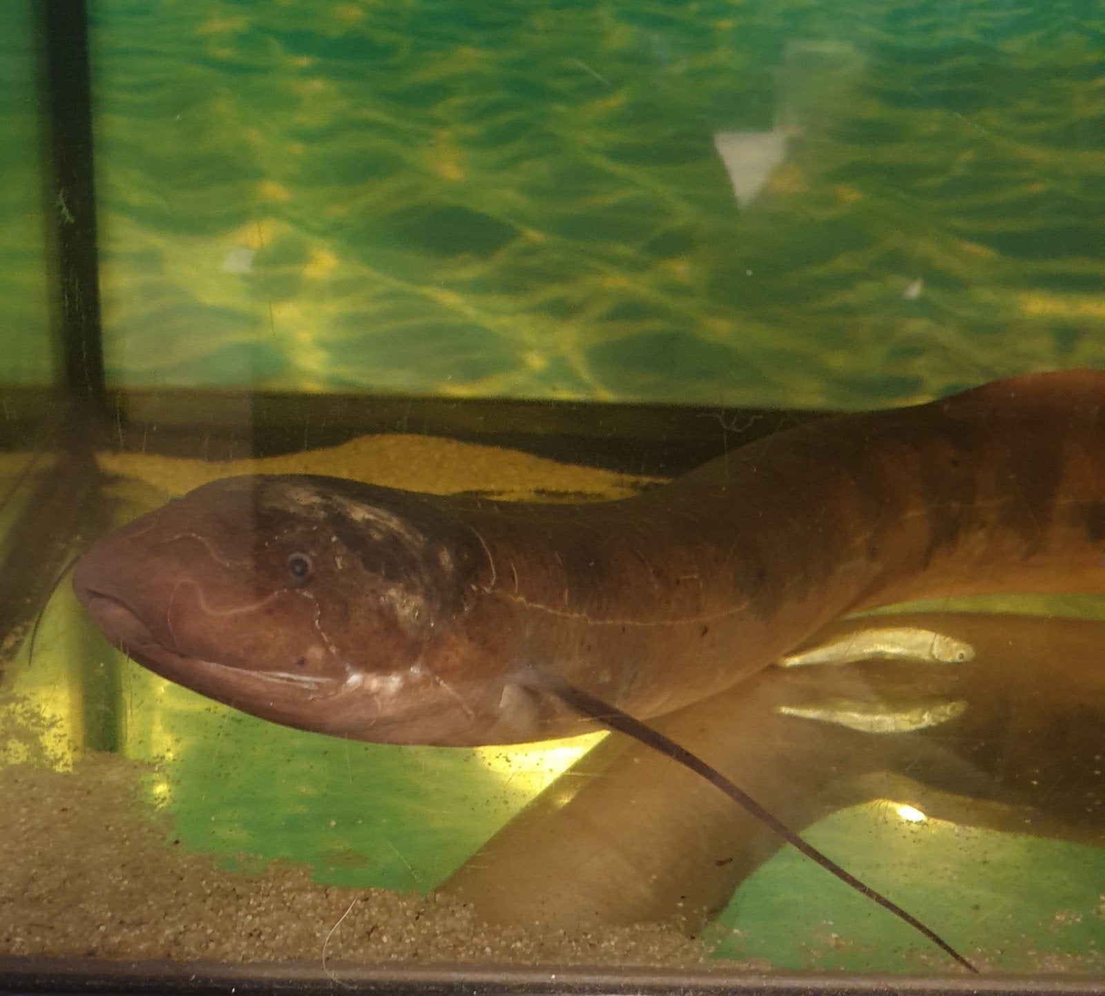 Uniek aquarium 150×60(50)×50 met kast en longvis, Ophalen of Verzenden, Gebruikt, Leeg aquarium