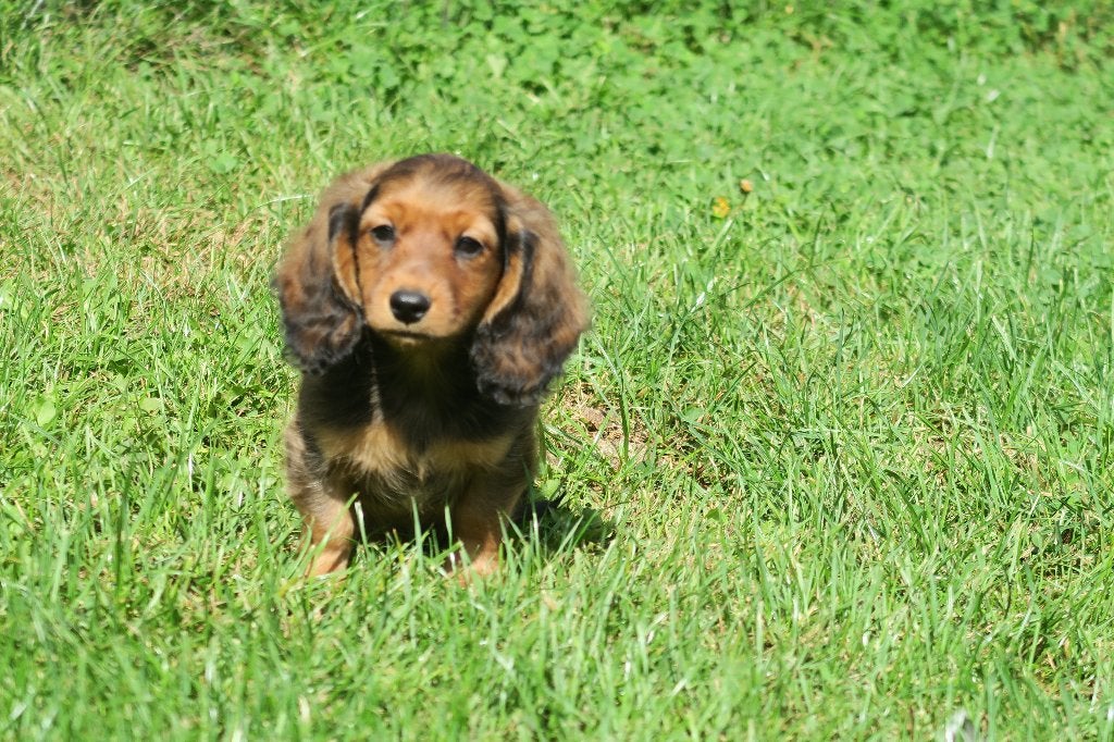 Langhaar Kaninchen x Dwerg Teckel pups reutjes, Parvo, Nederland, Reu, 8 tot 15 weken