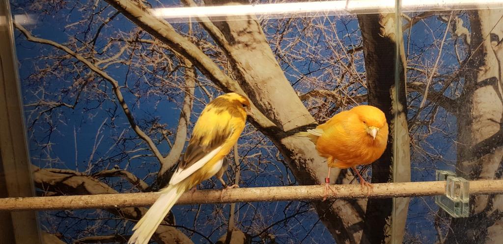 Yorkshire kanarie koppel, Dieren en Toebehoren, Vogels | Kanaries, Meerdere dieren
