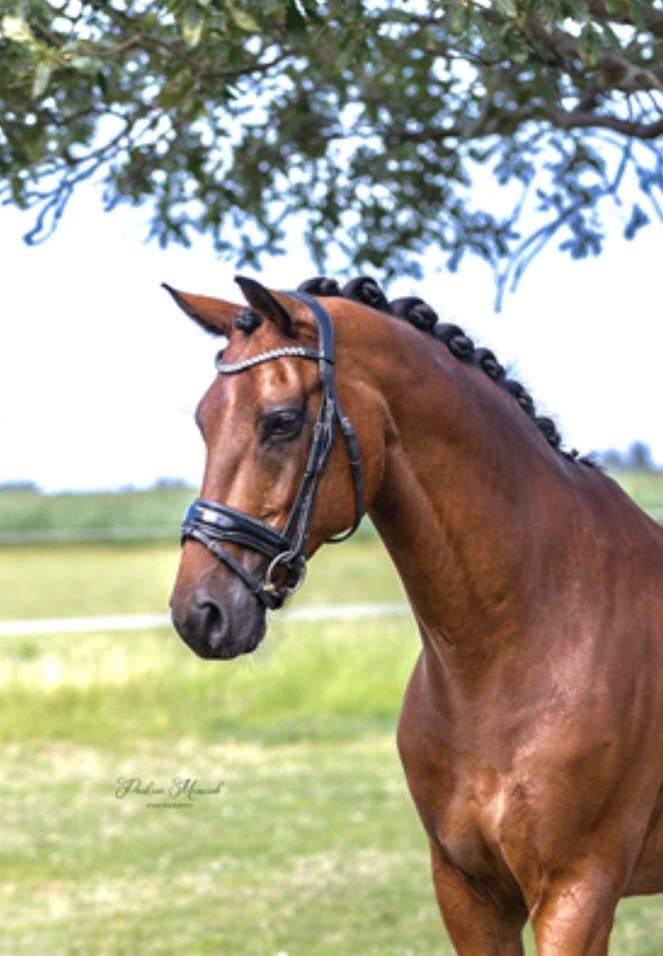 Fantastisch Betrouwbaar Dressuurpaard, Ruin, Dressuurpaard, 11 jaar of ouder, 165 tot 170 cm