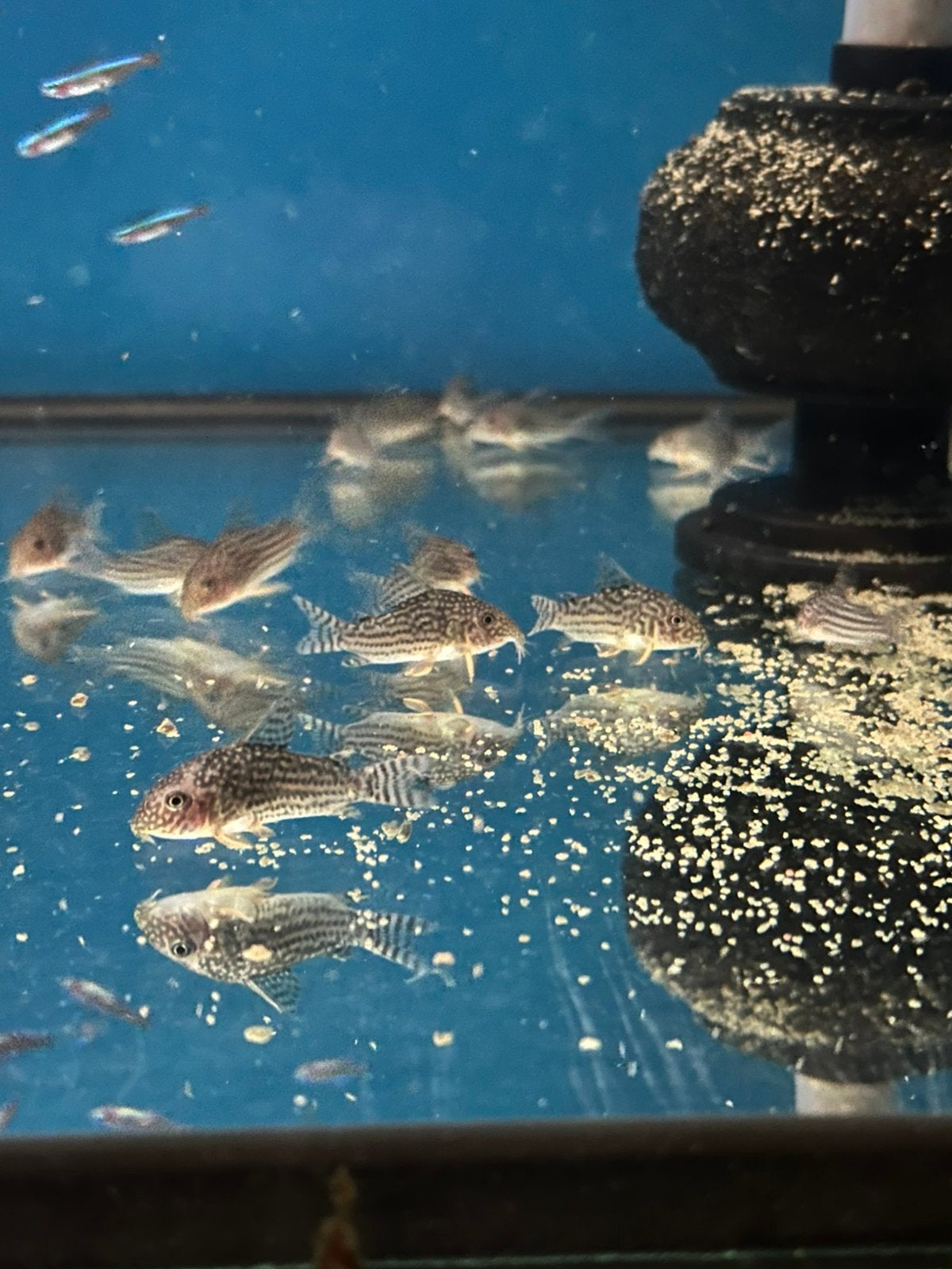 Jonge Corydoras Sterbai – ca. 3 cm | Discussven, Vis, Zoetwatervis, Schoolvis