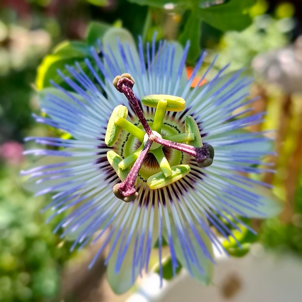 Passiebloem zaden, Passiflora caerulea, Verzenden, Volle zon