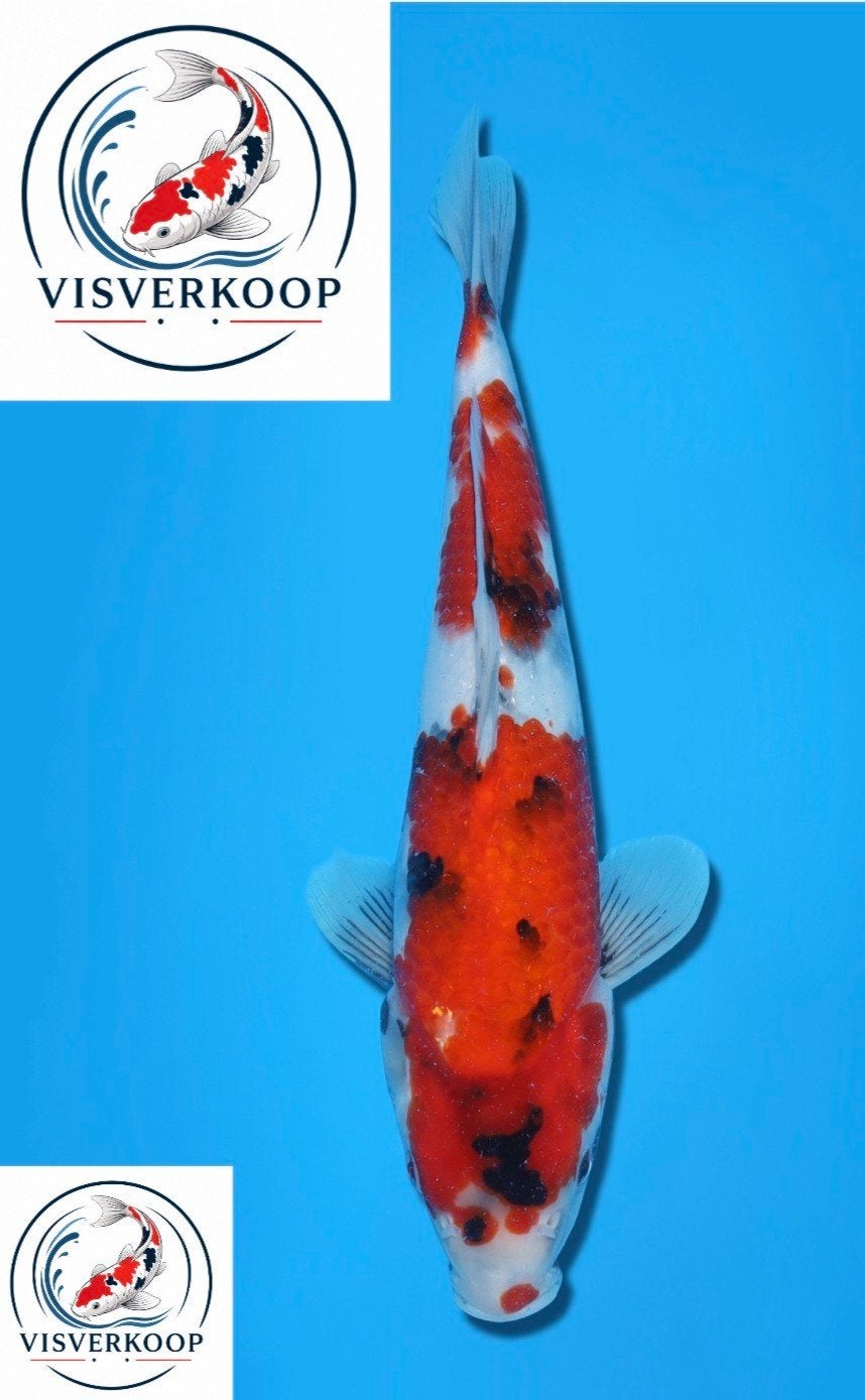 Koi Showa., Karper of Koi