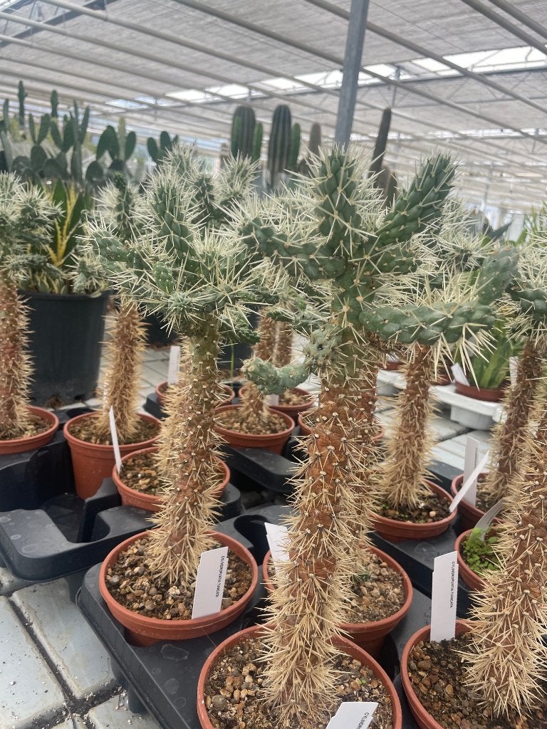 Cactus Opuntia Imbricata ( Cholla) .Potmaat 14, Ophalen of Verzenden, Minder dan 100 cm, Bloeiende kamerplant, Volle zon