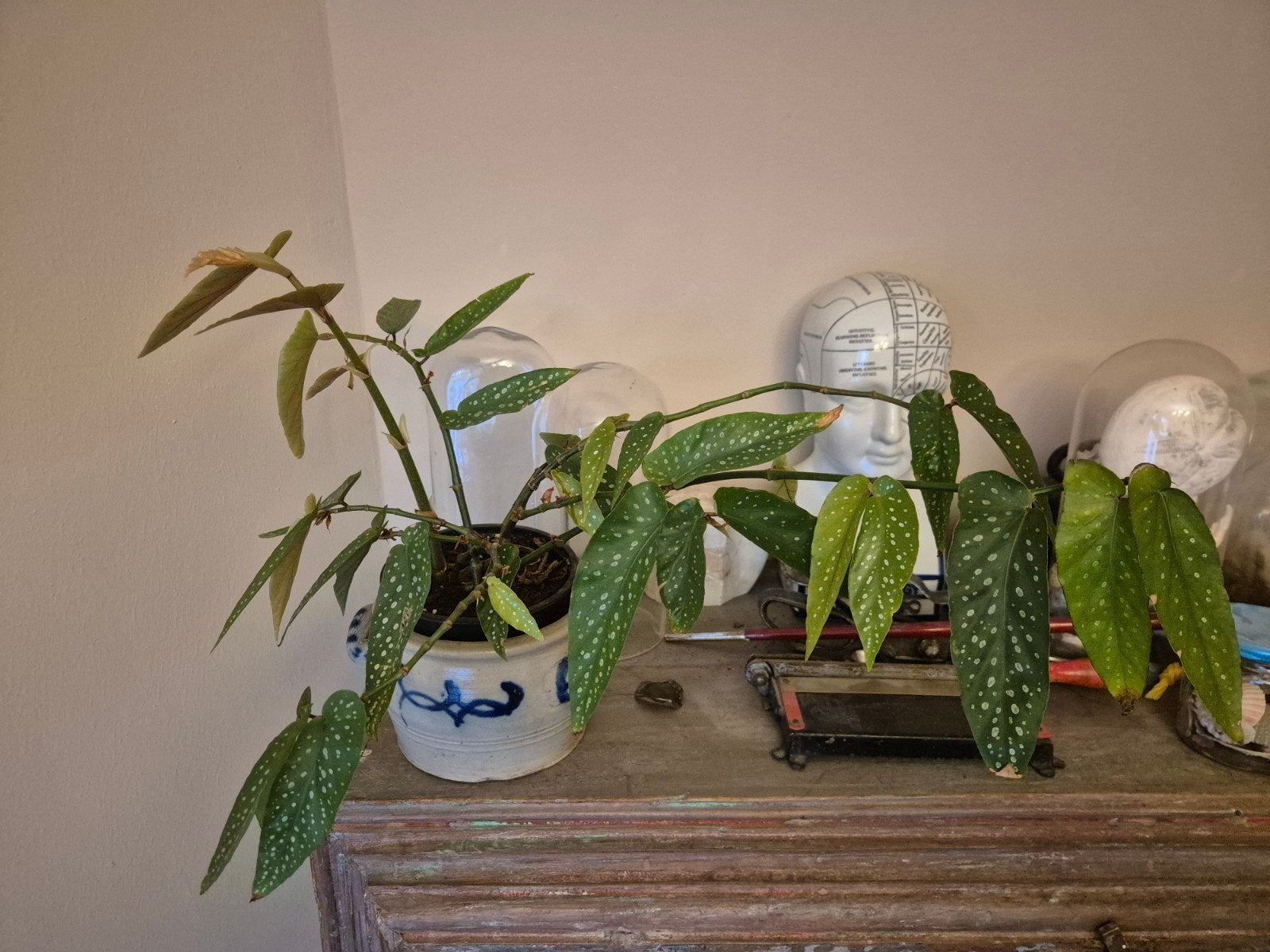 Begonia Maculata (Stippenbegonia) in pot, Tuin en Terras, Vaste plant, Bloeit niet, Halfschaduw, Ophalen