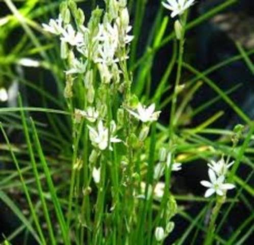 Caudex Ornithogalum Juncifolium Zuid Afrika potmaat 8,5 cm., Overige soorten, Ophalen of Verzenden, In pot, Minder dan 100 cm