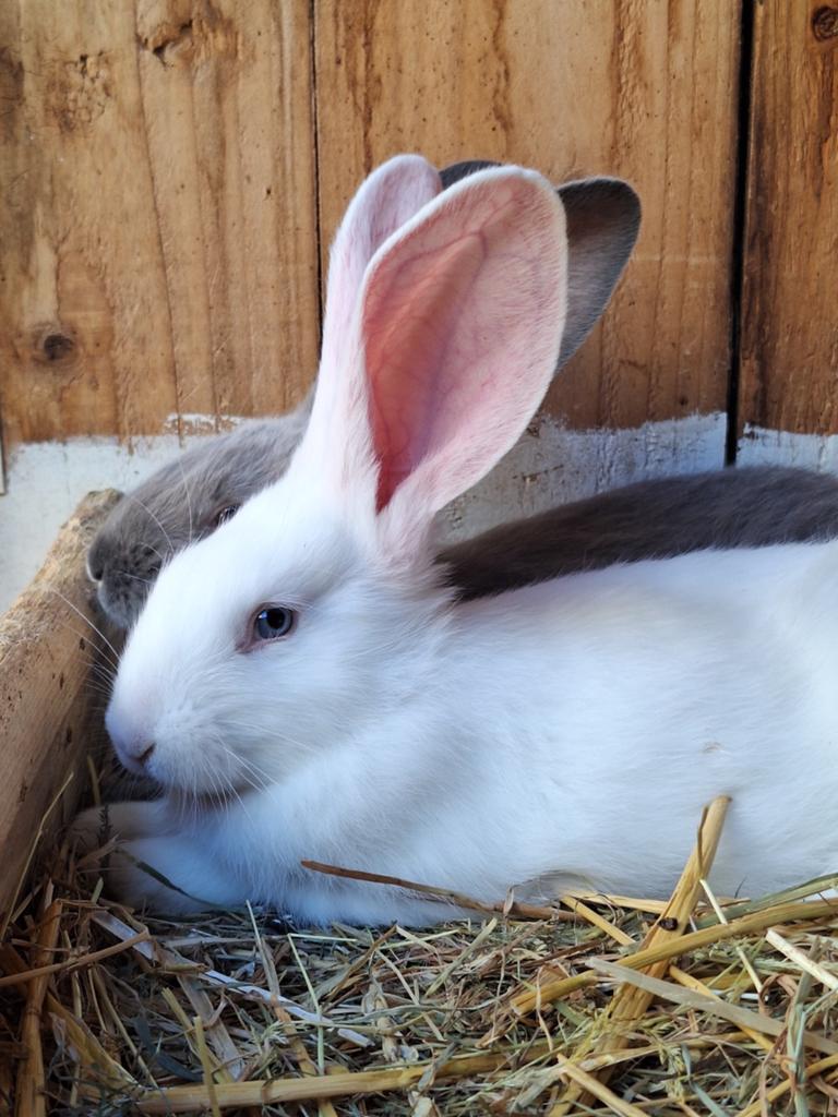 Duitse reuzen, Dieren en Toebehoren, Mannelijk, Groot
