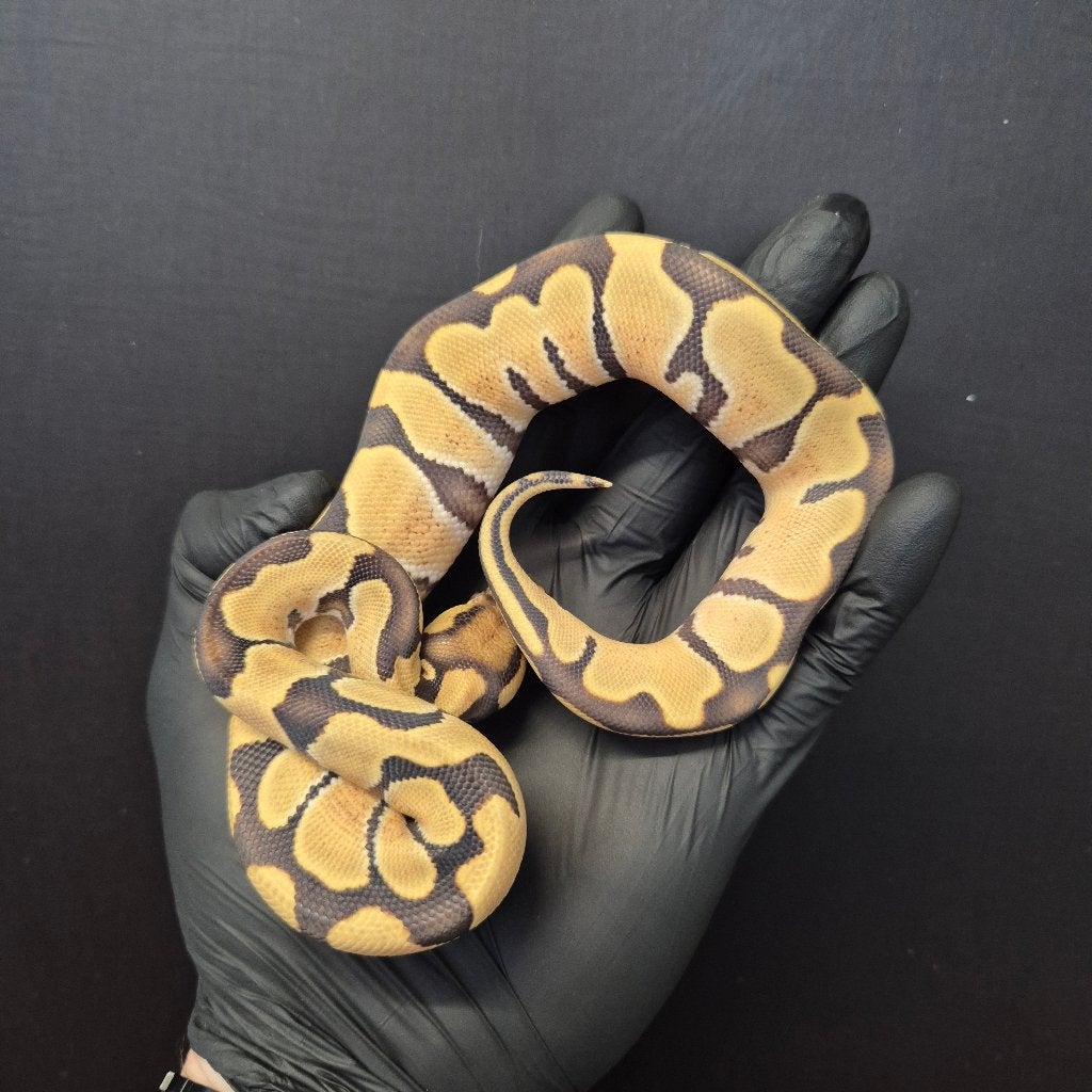 p. regius lijst Houten nk 2026 Ball Python photo 4