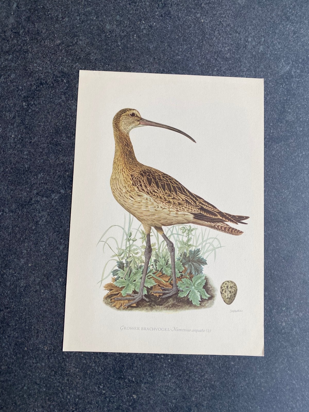 10 prenten vogels steltlopers 16,5x24 cm samen 20 euro wulp, Ophalen of Verzenden, Natuur en Biologie