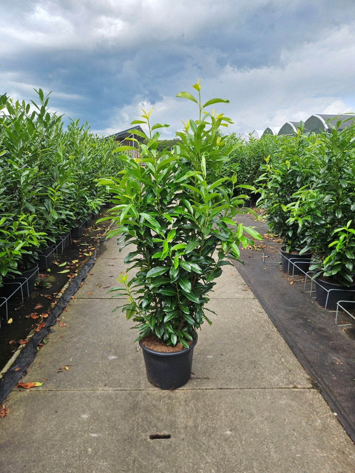 Laurier 'Genolia'  150cm, Ophalen, Laurier, 100 tot 250 cm