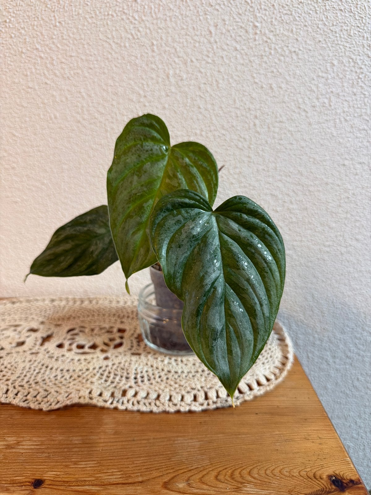 Philodendron Majestic, Huis en Inrichting, Kamerplanten, Ophalen