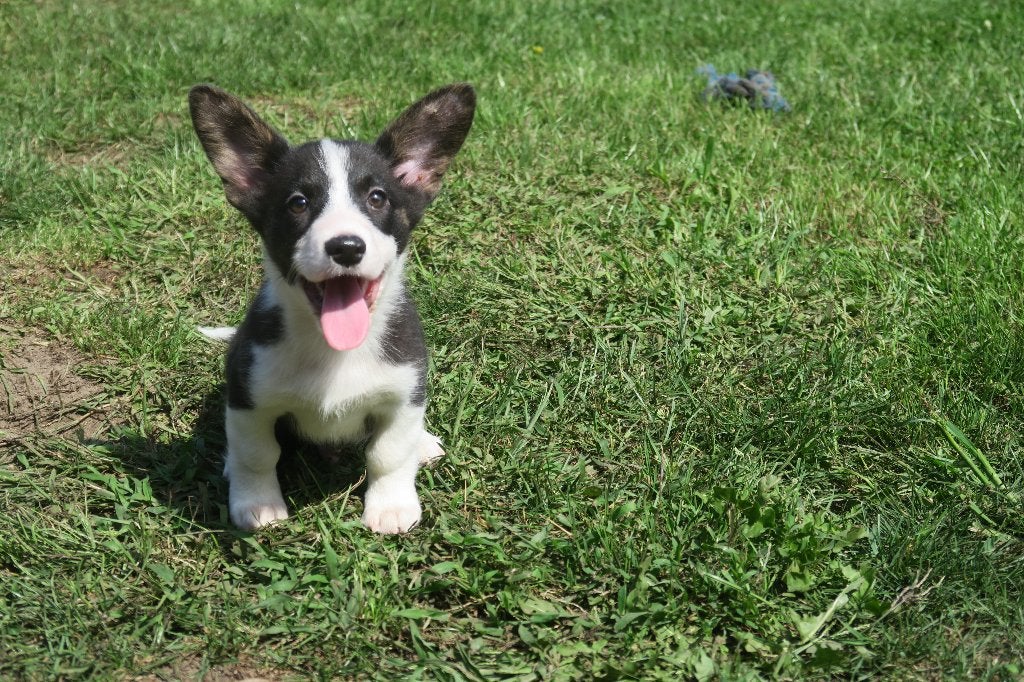 Lieve Welsh Corgi Cardigan pup reutje, Dieren en Toebehoren, Parvo, Nederland, Reu, 8 tot 15 weken