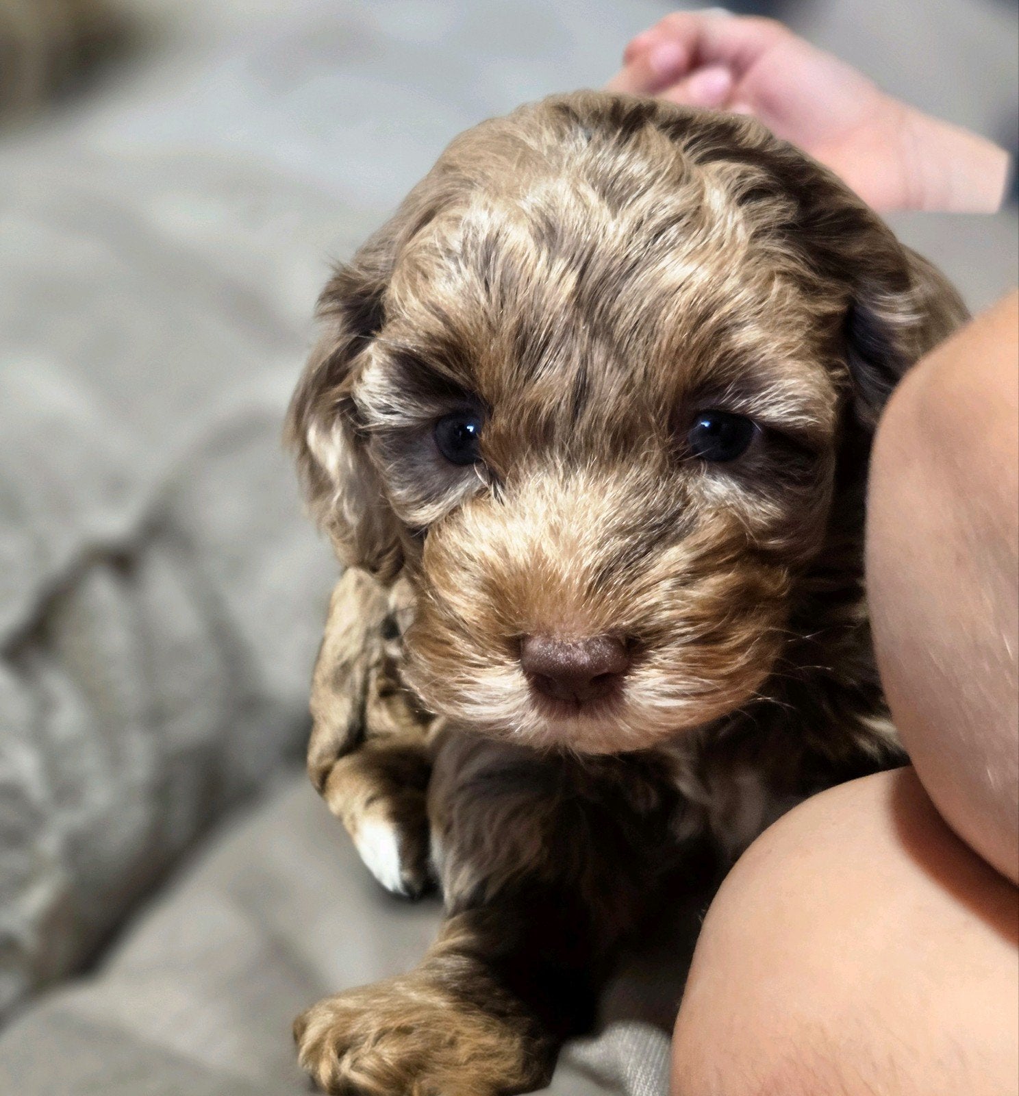 cockapoo pups te koop, Overige rassen, CDV (hondenziekte), 8 tot 15 weken, Meerdere