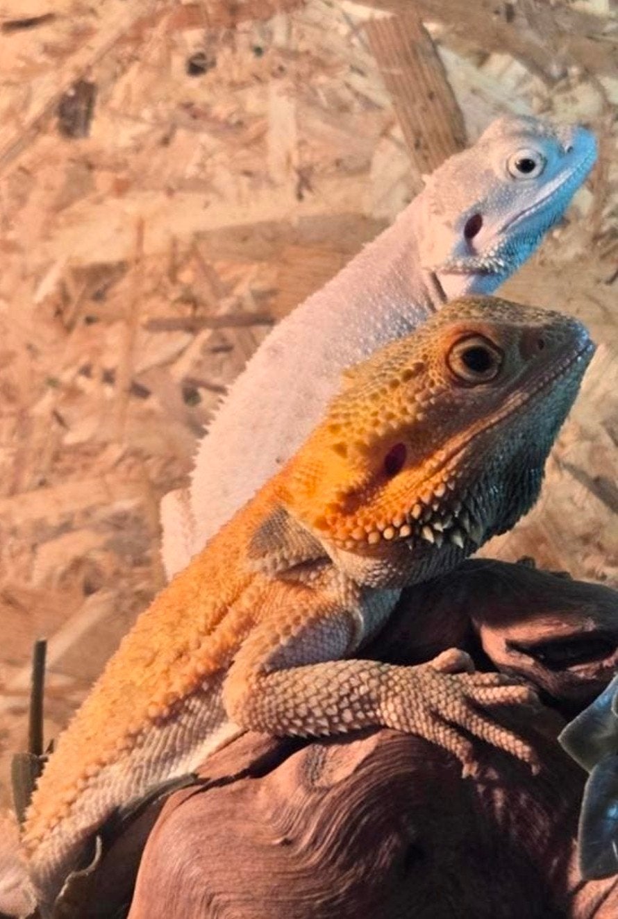 50%red monster bijna 2 jaar incl of zonder osb terrarium, Dieren en Toebehoren, Overige soorten, Met terrarium, 0 tot 2 jaar