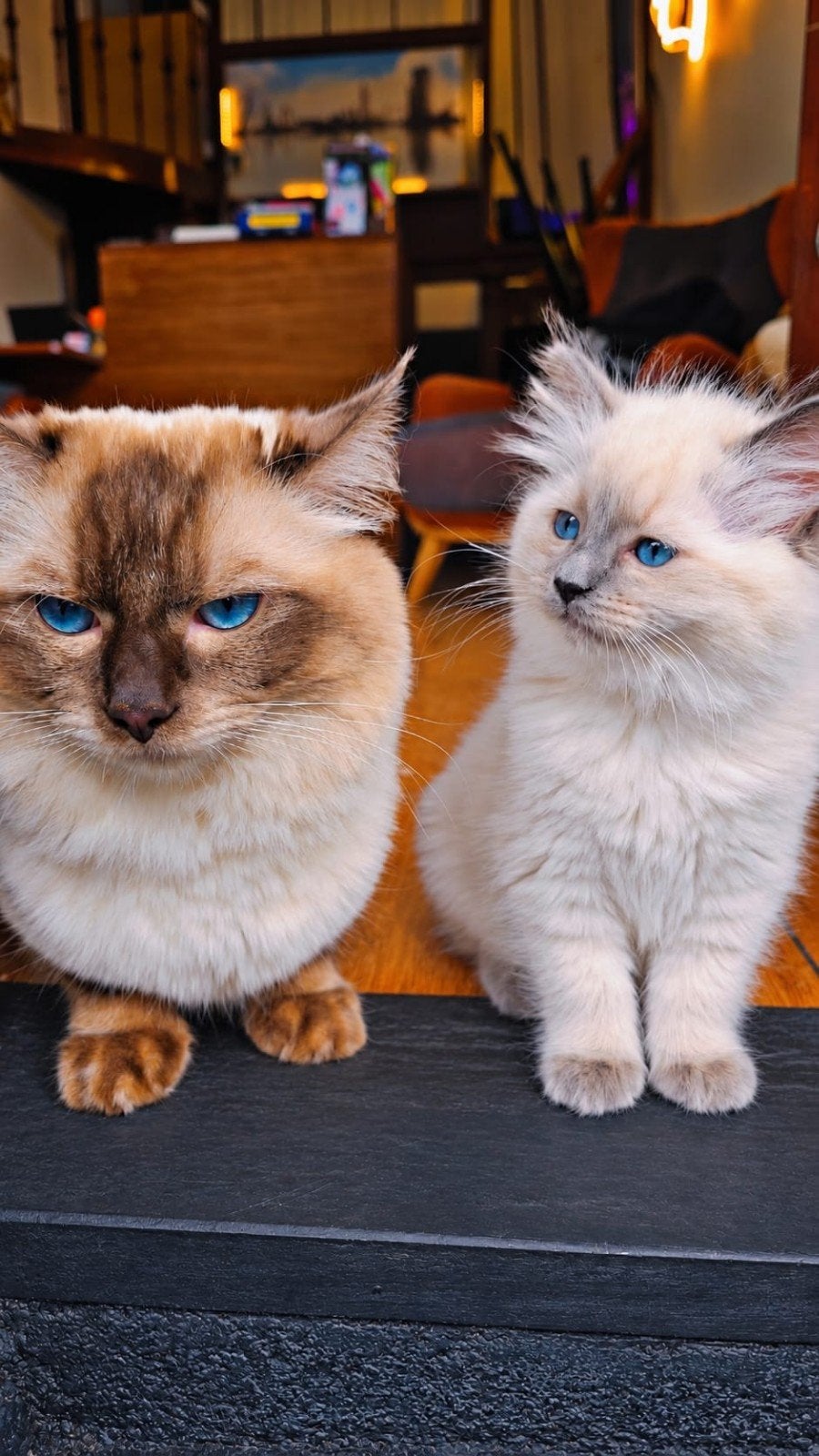 Prachtige 100% Ragdoll kittens uniek en onweerstaanbaar mooi, Dieren en Toebehoren, Meerdere dieren