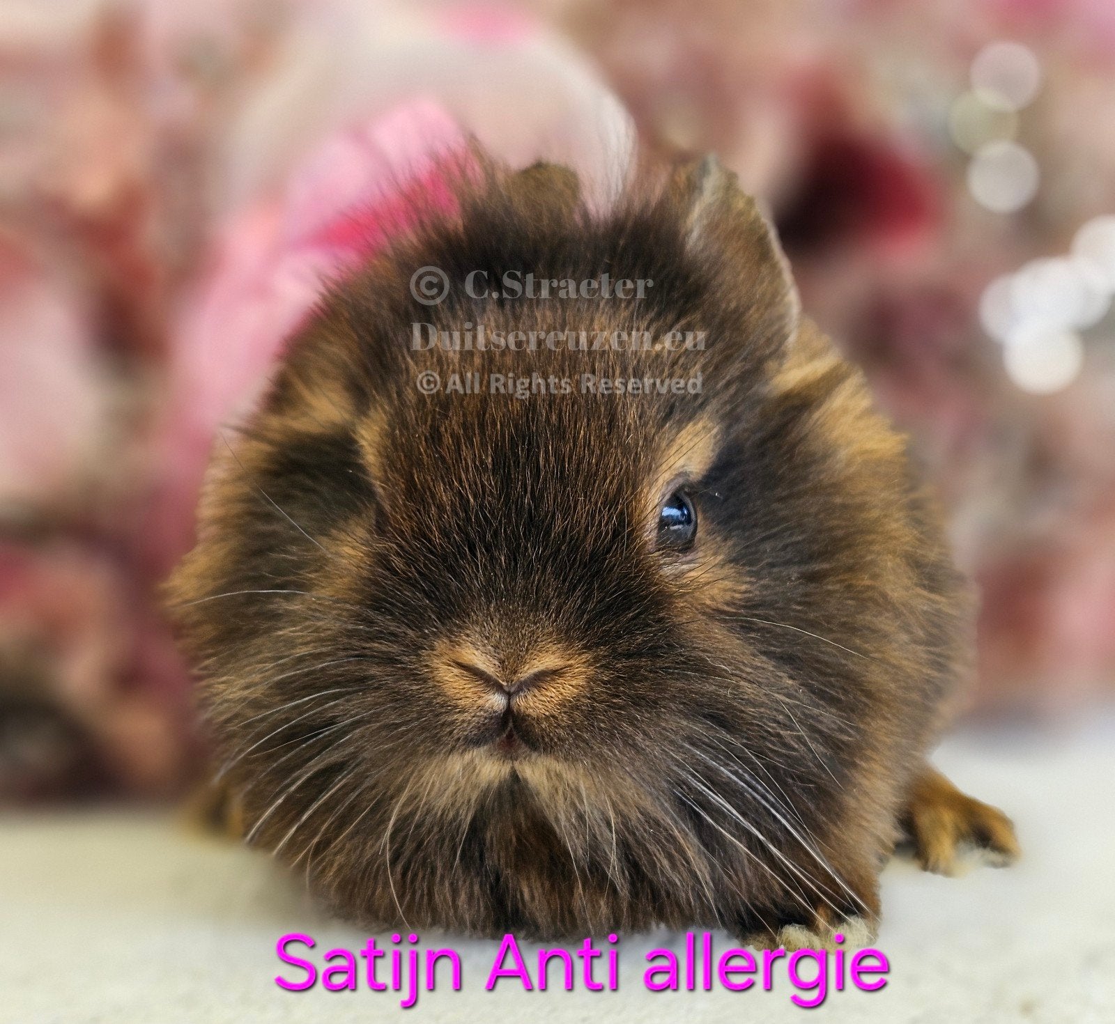 De ENIGE ECHTE mini loffelohr konijntjes, Dieren en Toebehoren, Konijnen, Dwerg, Meerdere dieren