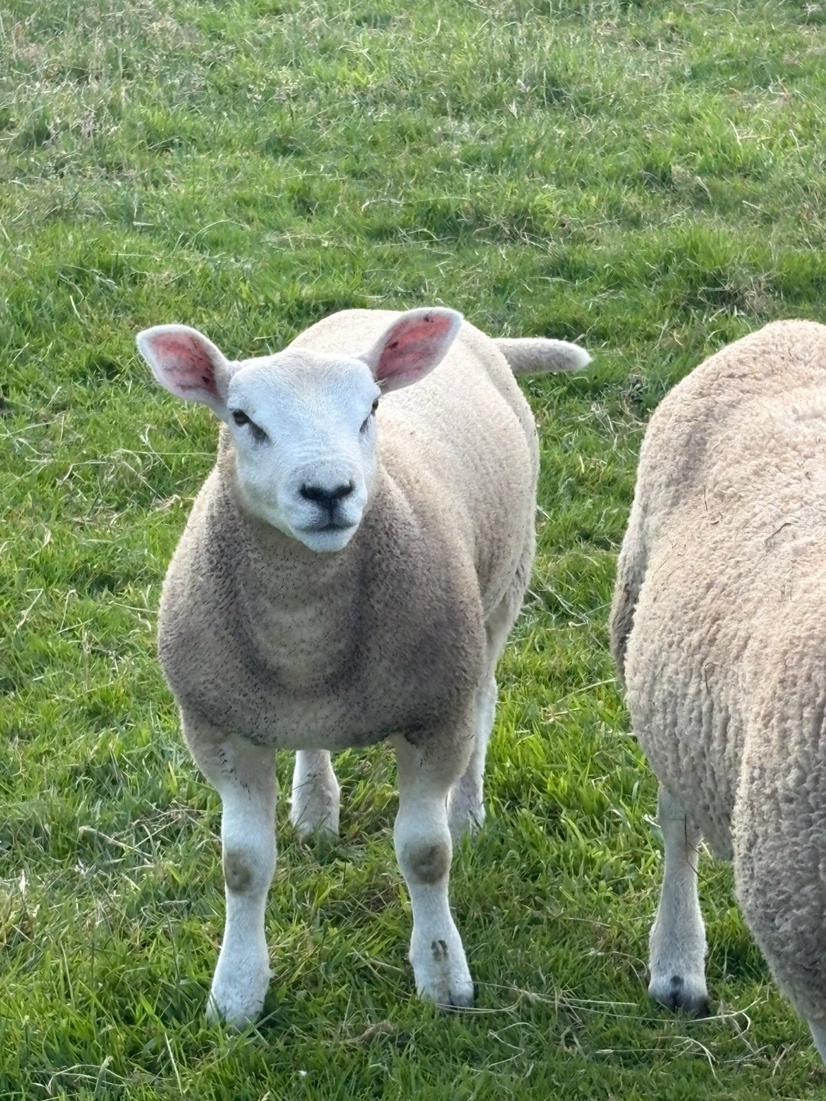 Tk engelse texelaar ram lam, Dieren en Toebehoren, Mannelijk, Schaap