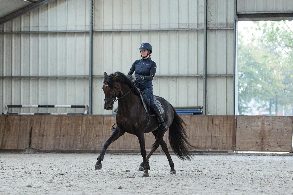 9 Jarige ruin van Dreamboy x Jazz, Dieren en Toebehoren, Ruin, Dressuurpaard, 7 tot 10 jaar, 165 tot 170 cm