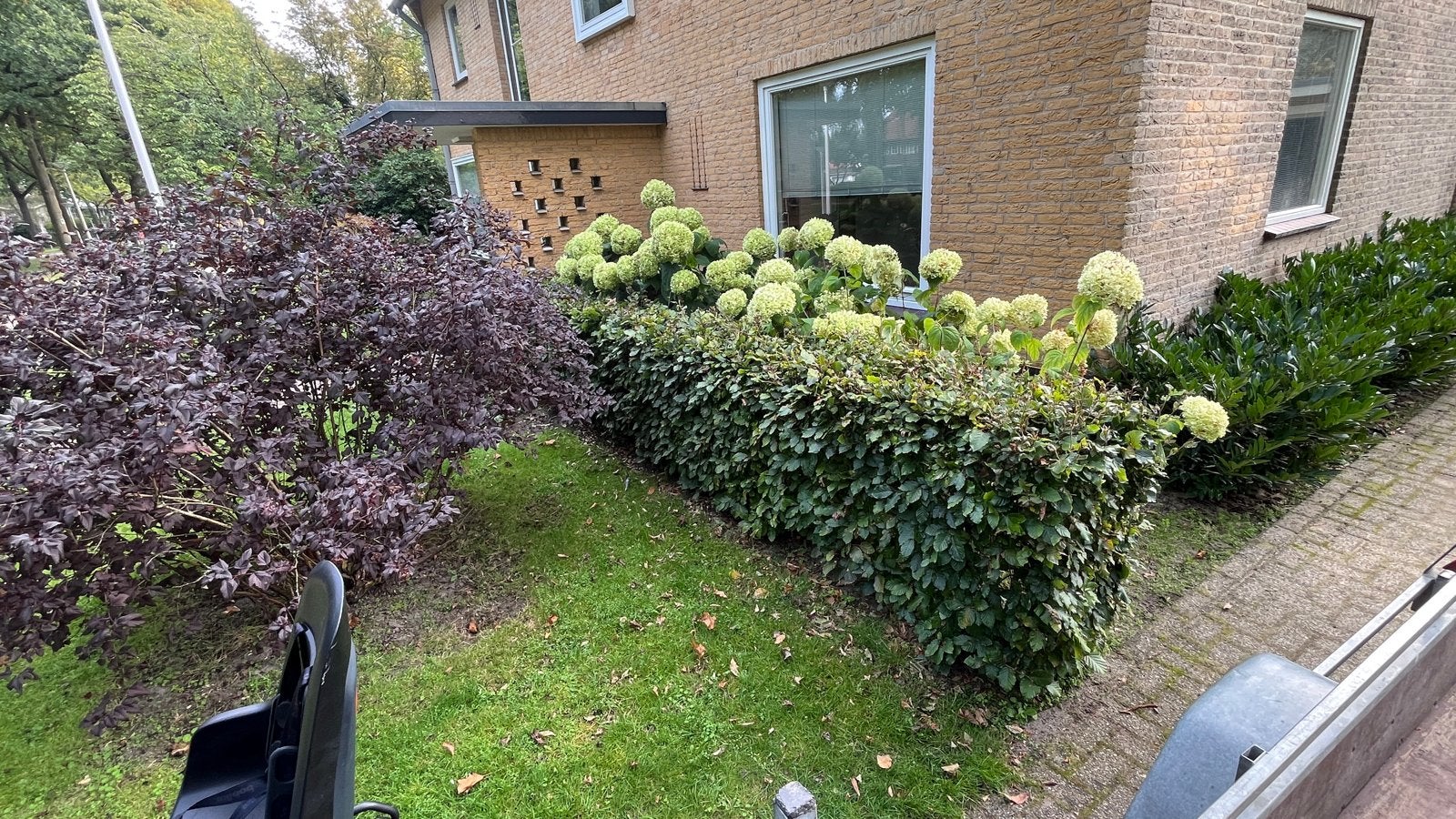 Gratis: 6 meter nette volgroeide beukenhaag, Tuin en Terras, Vaste plant, Bloeit niet, Halfschaduw, Ophalen