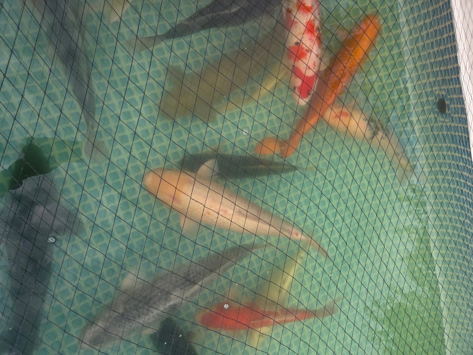 Diverse Koi karpers 40+cm, Karper of Koi