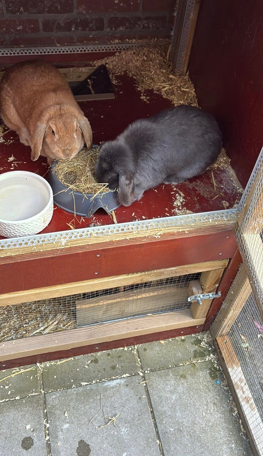 Liefdevol thuis gezocht voor 2 konijnen, Dieren en Toebehoren, Meerdere dieren, Hangoor, 0 tot 2 jaar