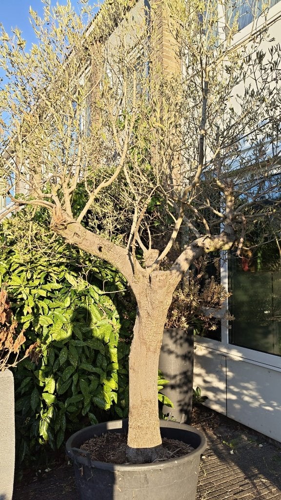 Olijfboom, Tuin en Terras, Bloeit niet, Olijfboom, 250 tot 400 cm, Ophalen