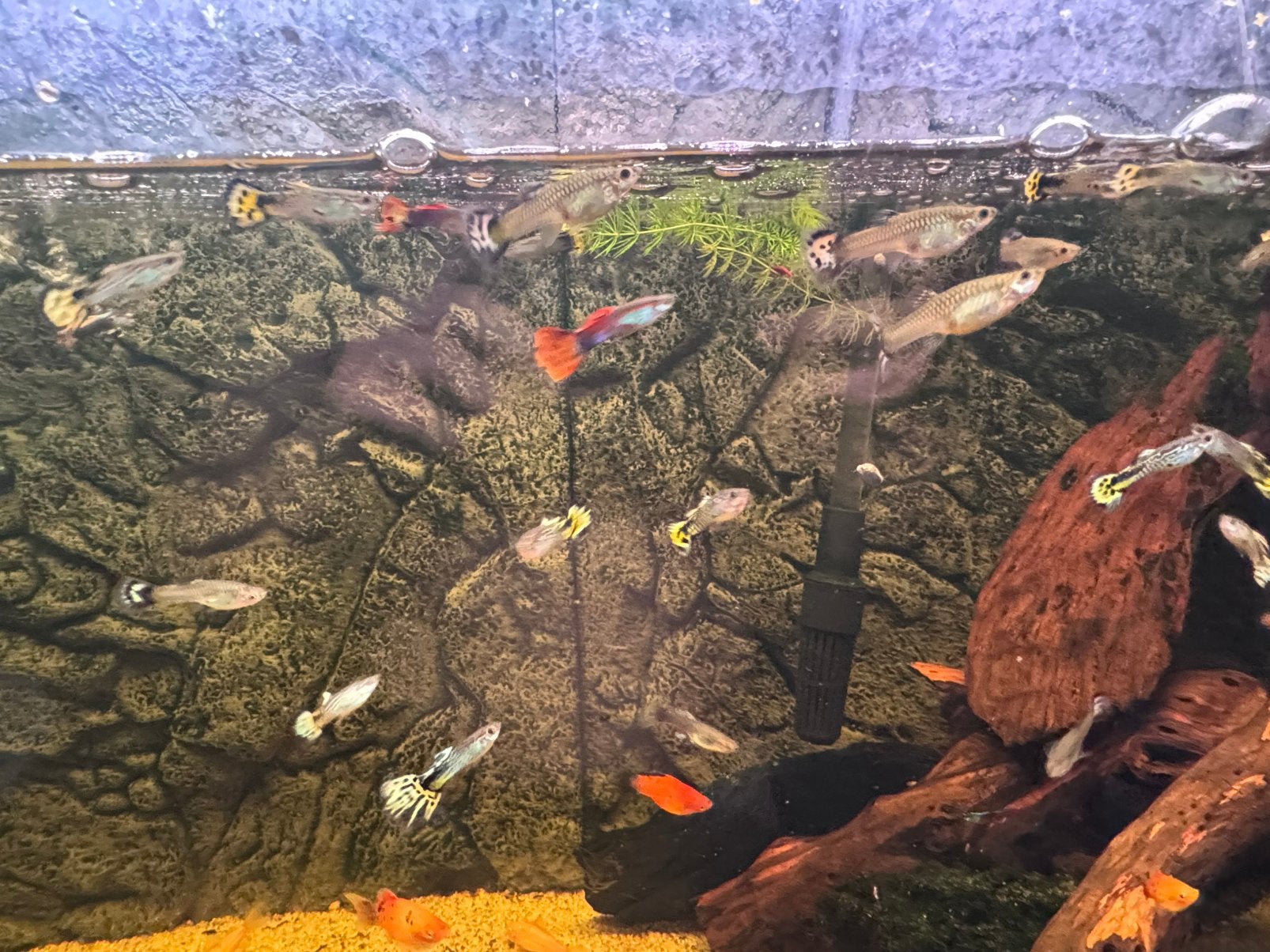 Guppies te koop per 5 stuks, Vis, Zoetwatervis